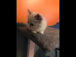Another way is to type some keyword related to that in. Ragdoll Kittens For Sale California Craigslist 08 2021