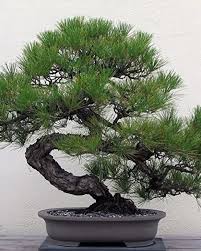 The youngest bonsai artis in sri lanka. Bonsai Coconut Tree Sinhala