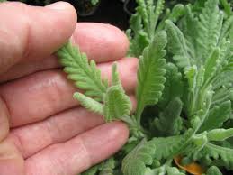 Image result for Lavandula dentata
