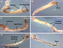 Deleted most of post because i hadn't twigged this was to make a grinding team not. Frontiers Larvicidal Histopathological Antibacterial Activity Of Indigenous Fungus Penicillium Sp Against Aedes Aegypti L And Culex Quinquefasciatus Say Diptera Culicidae And Its Acetylcholinesterase Inhibition And Toxicity Assessment Of