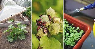 Regularly inspect leaves for discoloration or damage, and remove, deadhead or pinch off diseased plants or leaves. 26 Tips To Protect Your Garden Against Bugs Critters And Disease