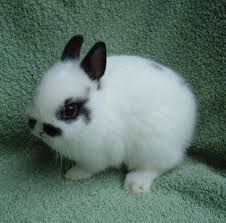 Black And White Holland Lop Bunny For Sale Netherland Dwarf Buck Broken Black This One Has A Little Moustache Looks Almost Exactly Like Netherland Dwarf Bunny Cute Bunny Pictures Dwarf Bunnies