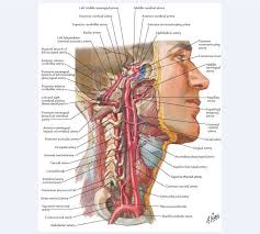 However, if the angulations and twisting is more, it can cause. Pdf Internal Carotid Artery Kinks And Coils Repair With Autologous External Jugular Vein Semantic Scholar