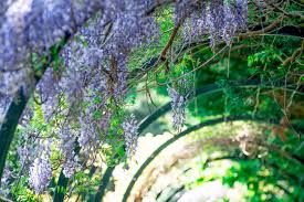 Image result for Wiesneria