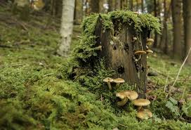 Ab september beginnt dort die zeit guter speisepilze wie nebelkappen, fuchsige trichterlinge und violette ritterlinge. Wo Findet Man Pilze Im Wald Pilzfinder De