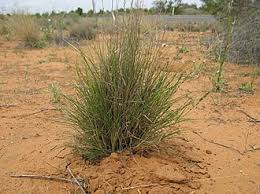 Image result for Enneapogon pretoriensis