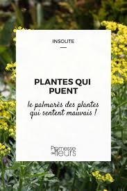 Plantes Qui Puent Palmares Des Plantes Qui Sentent Le Plus Mauvais Plante Plante Invasive Jardins