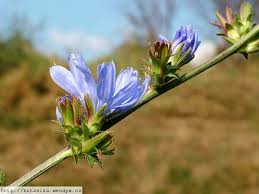Image result for Cichorium