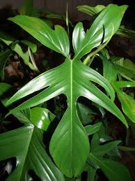 Maybe you would like to learn more about one of these? Philodendron Florida House Plants Plants Philodendron Plant