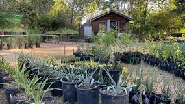 Fall Native Plant Sale & Monarch Festival