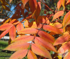 While other trees are colorless when. Pistacia Chinensis Chinese Pistachio Trees Speciality Trees