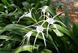 Image result for Amaryllidaceae