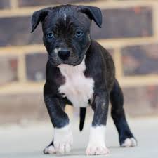 We invite you to look closely at the our dogs. Brindle Pitbull Puppies For Sale Pet S Gallery