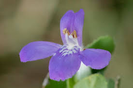 Image result for Justicia pseudotenella