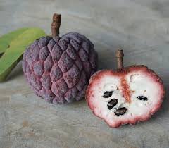 Image result for Annona squamosa