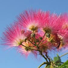 Image result for Albizia