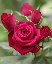 Me Gusta Todo De Pinterest In 2020 Beautiful Rose Flowers Rose Flower Love Flowers