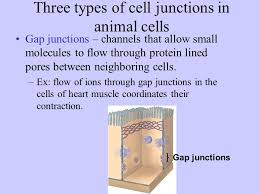 There are three types of cell junctions: Chapter 4 Cell Structure And Function Ppt Video Online Download