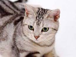 The persian cat, also known as the shirazi cat in middle east countries, is a docile and gentle fellow with an easygoing air. American Shorthair Price Personality Lifespan