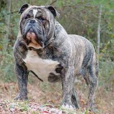 The victorian bulldog is a muscular and athletic breed of dog. Victorian Bulldog Bulldog Breeds Bully Breeds Dogs Bully Dog