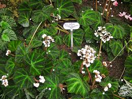 Image result for Begoniaceae