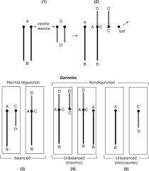 It is the most common form of chromosomal translocation in humans, affecting 1 out of every 1,000 babies born. Robertsonian Chromosome Translocation An Overview Sciencedirect Topics