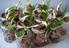 Because Paperwhites Don T Require Chilling In Order To Bloom And Can Grow Without Soil They Are The Perfe Christmas Plants Gifts Diy Holiday Gifts Diy Holiday