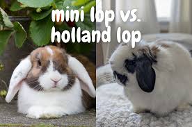 I believe they are the greatest breed in the world. Mini Lop Vs Holland Lop Every Bunny Welcome