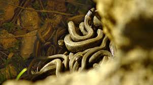 11.02.2022 · malezya'da bir uçak, kompartımana giren yılan nedeniyle acil iniş yaptı. Brezilya Nin Yilan Adasi Degil Yuksekova Sarkul Avsat