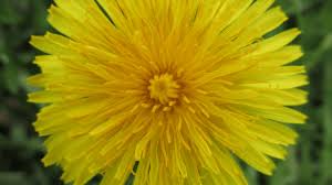 Check spelling or type a new query. Nasreddin And The Tale Of The Dandelion