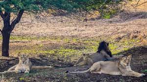 Image result for asiatic lion