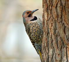 Northern Flicker Male According To The Provincial Government There Are 12 Species Of Woodpecker That Appear At Least O Northern Flicker Bird Species Species