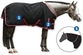 The Ultimate Horse Blanketing Guide Smartpak Equine