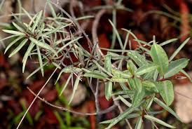 Image result for Cryptolepis cryptolepioides