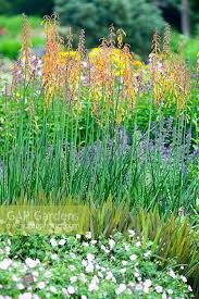 Image result for Kniphofia thomsonii