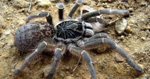 Beitrage Uber Ceratogyrus Pocock 1897 Auf Old World Tarantulas Vogelspinnen Spinne Insekten