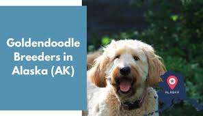 Goldilocks goldendoodles has goldendoodle puppies for sale in texas. 3 Goldendoodle Breeders In Alaska Ak Goldendoodle Puppies For Sale Animalfate