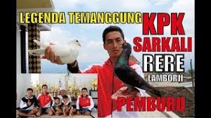 Large collection of pictures, which are conveniently divided into categories to help you find. Wallpaper Burung Dara Merpati Temanggung Cute766