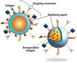 Frontiers Nanoparticle Vaccines Against Infectious Diseases Immunology