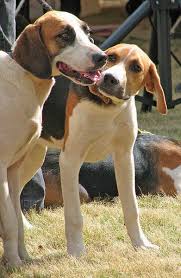 Image result for Harrier dog