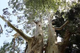 Image result for Eucalyptus saligna