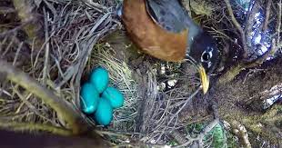 Gopro Pointed At Bird S Nest Captures Unexpected Timelapse Petapixel