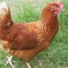 The ancestor of our domesticated breeds is the red junglefowl. 3