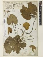 Image result for Nymphoides senegalensis