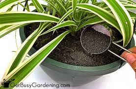 How To Fertilize Houseplants The Ultimate Guide In 2020 Fertilizer For Plants Plant Care Houseplant Growing Plants Indoors