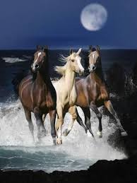 Dream Horses 080 Photographic Print Bob Langrish Allposters Com Beautiful Arabian Horses Horses Horse Pictures