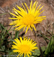 Image result for Haplocarpha