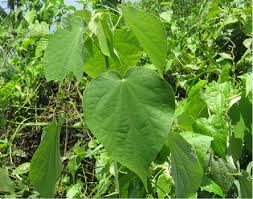 Image result for Wissadula