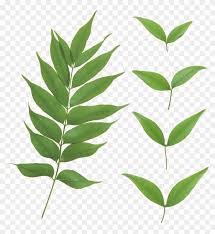 leaf png file green leaf transparent background free transparent png clipart images download leaf png file green leaf transparent