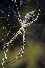 Bestimmungshilfe für spinnen und skorpione. Orb Weaver Spider Wikipedia